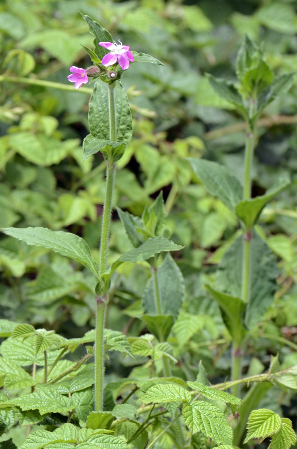 Silene dioica